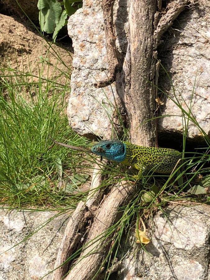 Casa Do Gaio-Turismo De Natureza Αρούκα Εξωτερικό φωτογραφία