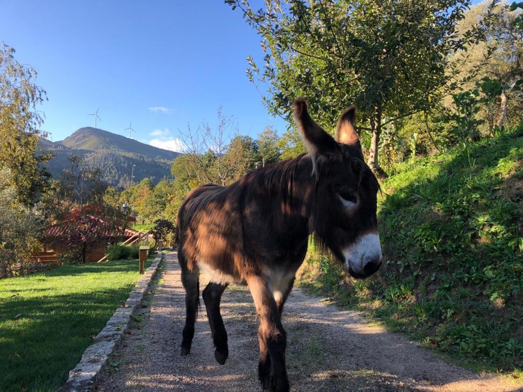 Casa Do Gaio-Turismo De Natureza Αρούκα Εξωτερικό φωτογραφία