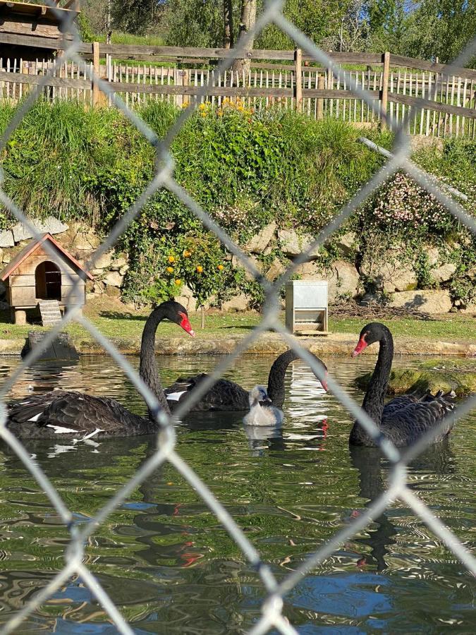 Casa Do Gaio-Turismo De Natureza Αρούκα Εξωτερικό φωτογραφία